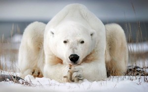 Create meme: white polar bear, polar bear
