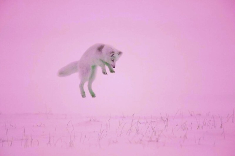 Create meme: Arctic fox hunts lemmings, Fox , Fox Fox