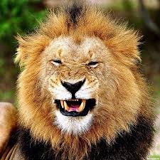 Создать мем: лев оскал, злые львы, улыбающийся лев