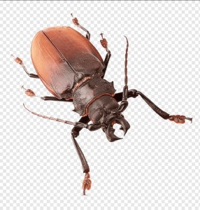 Create meme: beetle , insects without a background, horned beetle on a transparent background