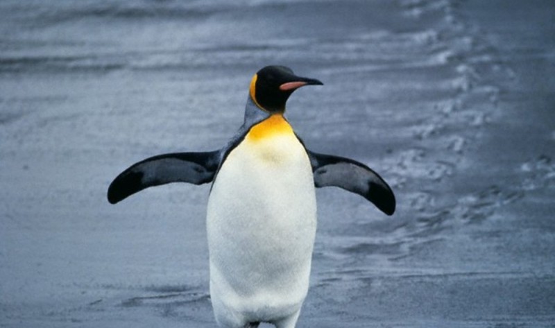 Create meme: penguin bird, penguins photos, penguin 