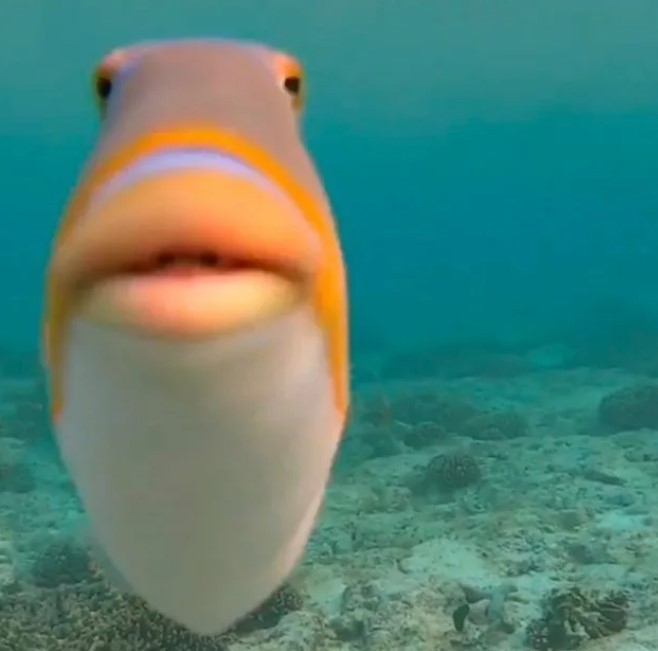 Create meme: funny fish, skalesstash, fish with lips