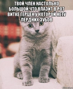 Создать мем: котики, мемы про диму, котики мемы