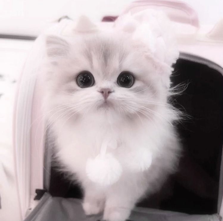 Create meme: fluffy , adorable kittens, animals cute