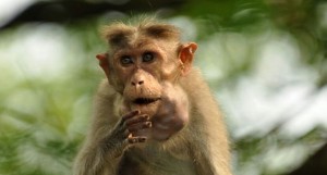 Создать мем: старая обезьяна, смешные обезьяны, фото обезьянки