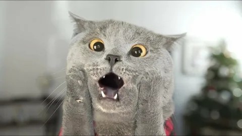 Create meme: cat, the surprised cat , cat in shock
