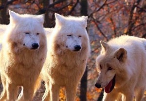 Create meme: red Arctic wolf, wolf, the wolf pack
