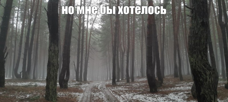 Создать мем: лес туман, утренний лес, природа