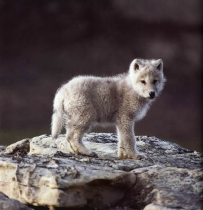 Создать мем: дикие животные, wolf cub, детеныши волков