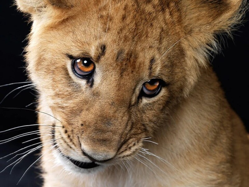 Create meme: the lion cub Philip, Leo the lion, sad lion cub