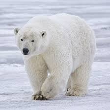 Создать мем: полярный медведь, аляска белые медведи, белый медведь арктика