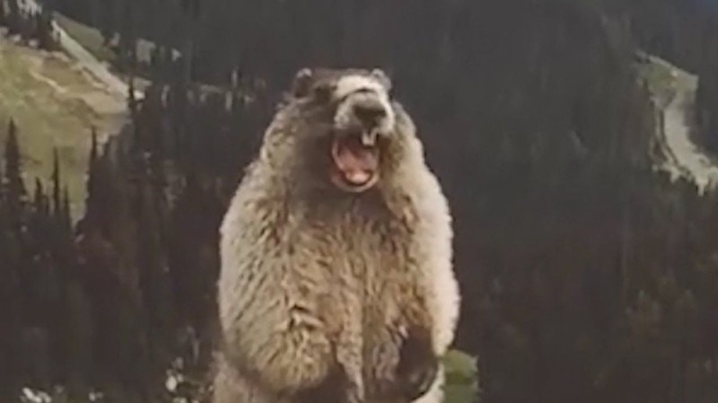 Create meme: a groundhog screams in the mountains, the screaming beaver, screaming gopher in the mountains