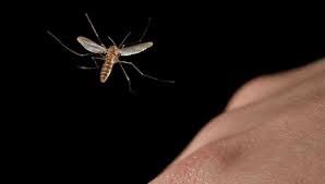 Создать мем: комар малярийный и обыкновенный, насекомые, комар обыкновенный