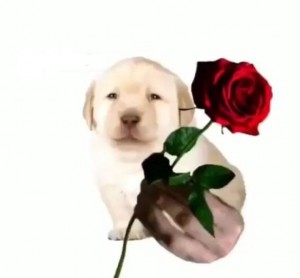 Create meme: flower, flowers, Labrador Retriever