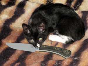 Create meme: cat, the cat with a knife