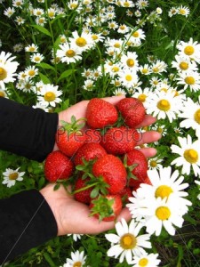 Create meme: June strawberry chamomile, chamomile and strawberries, daisies and strawberries images