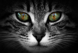 Создать мем: глаза кошки, красивые кошки, кошка