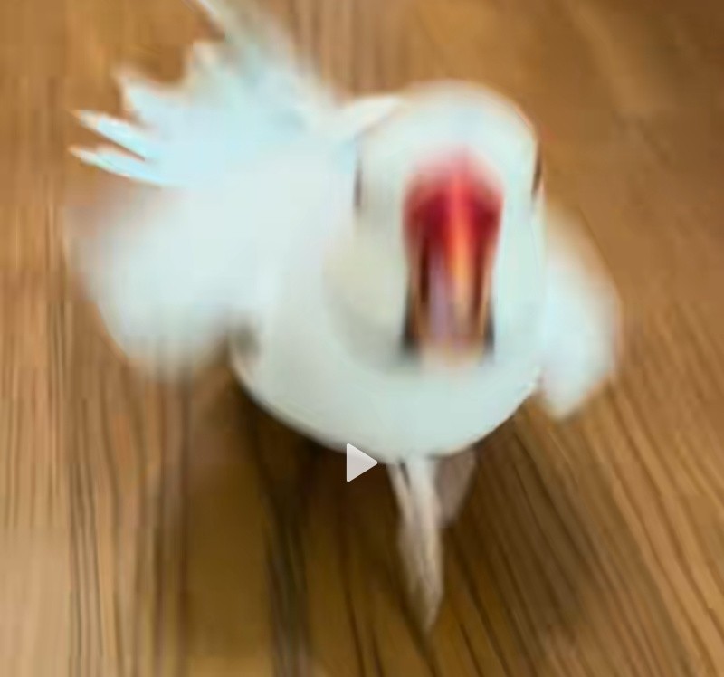 Create meme: parrot , chicken , funny birds