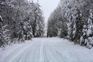 Create meme: the beauty of the winter forest, snow winter, nature