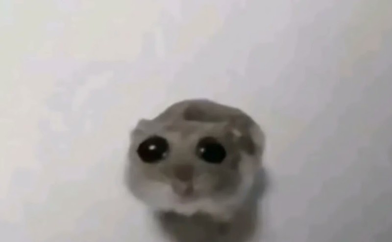 Create meme: big eyes meme, the hamster looks at the camera, cat 