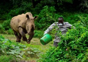 Create meme: white Rhino, the Northern white Rhino