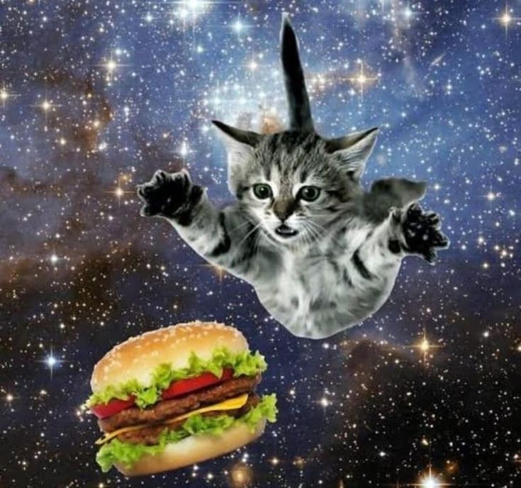 Create meme: space cat, olintu de magellan, the cat flies in space