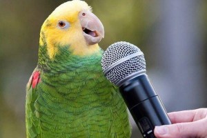 Create meme: wavy parrot, talking parrot