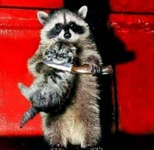 Create meme: raccoon gargle, raccoon home, a raccoon with a cat on hands