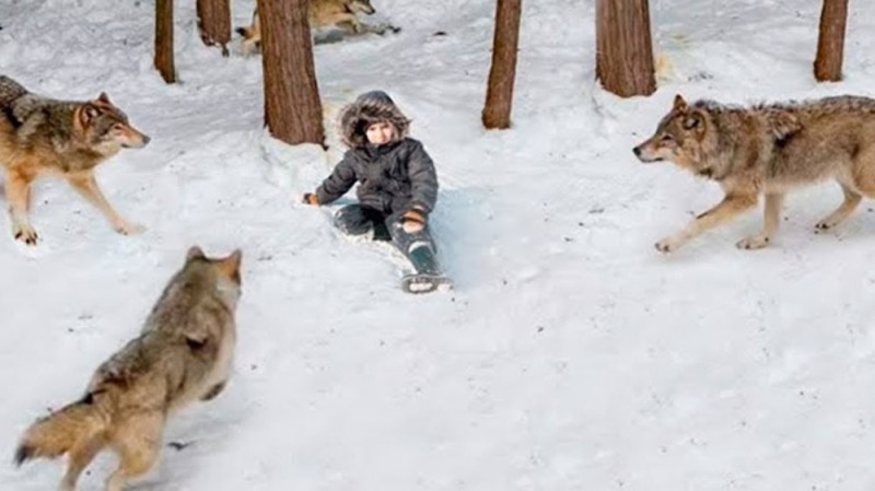 Создать мем: волк голодный, стая волков, стая волков окружила мальчика