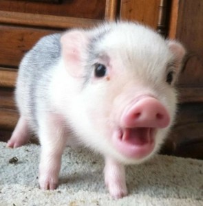 Create meme: mini pig, piglets mini piggies