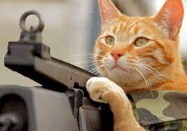 Создать мем: кот с ружьем, кот с оружием, кот с пулеметом