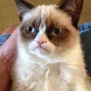 Create meme: grumpy cat fuck, grumpy cat meme original, unhappy cat meme