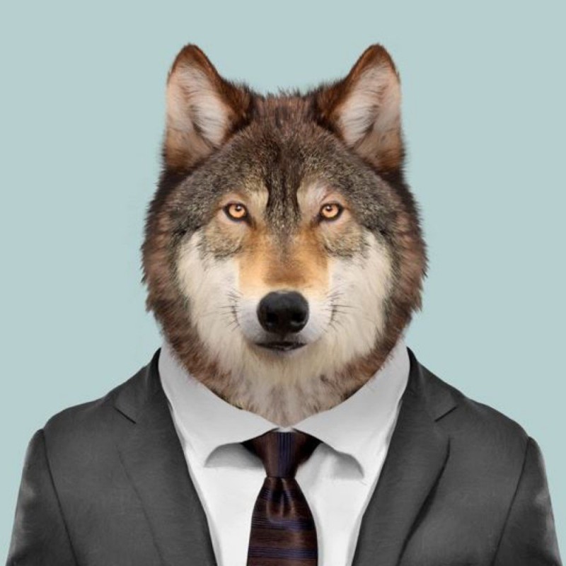 Create meme: wolf in a suit, the wolf in the jacket, wolf animal 