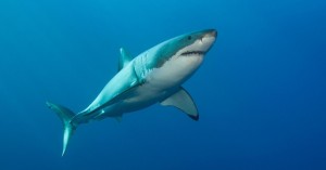 Создать мем: акула акула, акула-мако (серо-голубая акула), большая белая акула