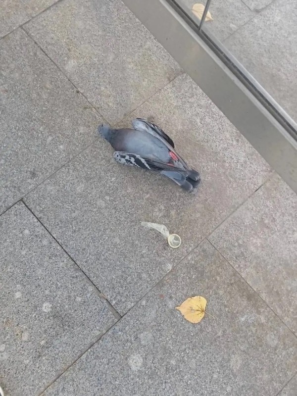 Create meme: dead pigeon, funny pigeon, a dead pigeon