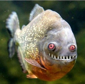 Create meme: piranha, piranhas, piranha with human teeth