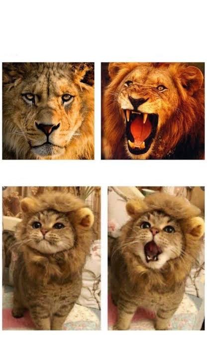 Create meme: cat lion, cat lion meme, cat 