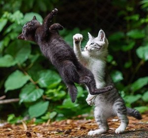 Create meme: kitten, cat uppercut, good cat