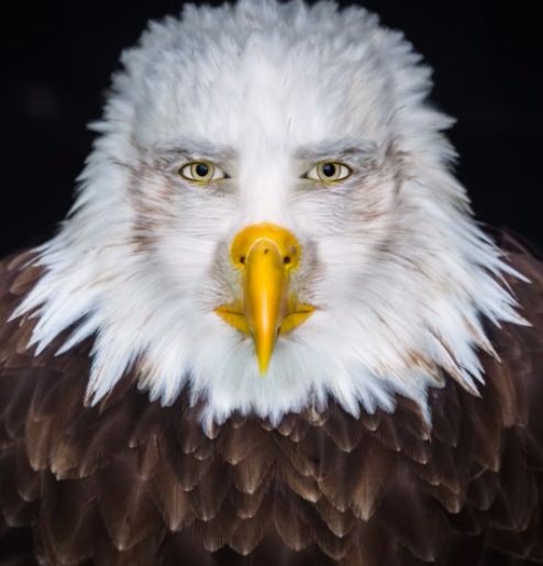 Create meme: eagle , white eagle bird, eagle