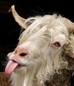 Создать мем: овца с языком, смешной козел, коза смешные картинки