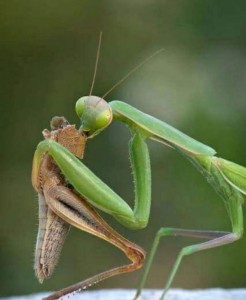 Create meme: praying mantis insect photo threat, the female praying mantis, the female praying mantis eats the male