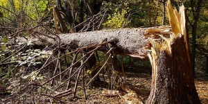 Создать мем: упавшее дерево, сломанная ветка, женщина
