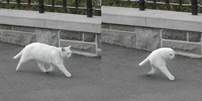 Create meme: two-legged cat, the cat is coming meme, the white cat is running