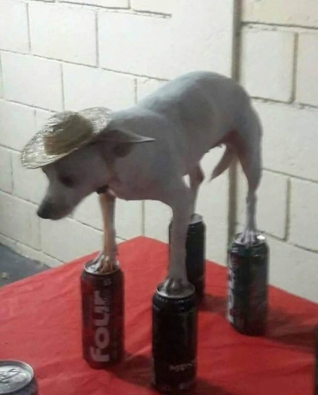 Create meme: a meme with a dog and a bottle, dog , Levretka is funny