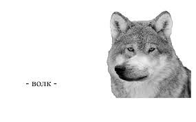 Создать мем: мемы волк, волк волк, волк не волк