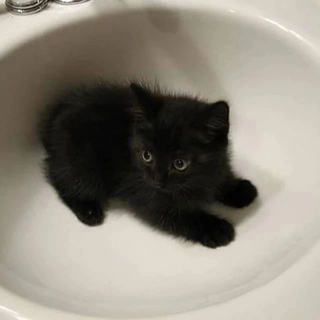 Создать мем: черно белые котята, чёрная кошка, маленький чёрный котёнок