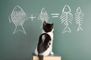 Создать мем: кот и математика, кошка, кот учится