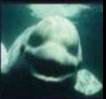 Create meme: boy , beluga scares people, beluga dolphin