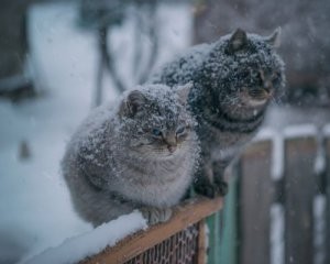 Создать мем: бездомные кошки, опять зима, кошка