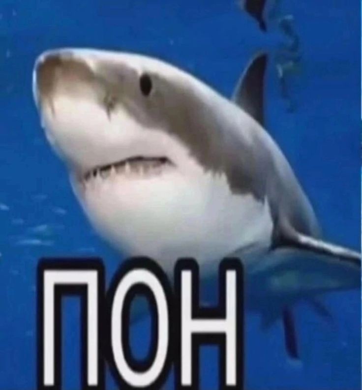 Create meme: shark Stingray, shark meme, shark pon mem